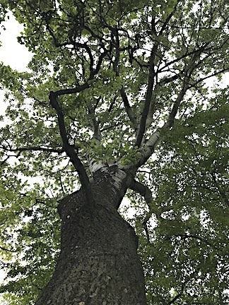 Die Wege zum Erblühen sind nicht immer gerade