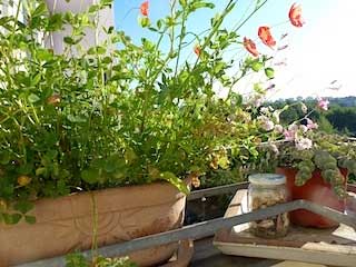 sommer auf d balkon